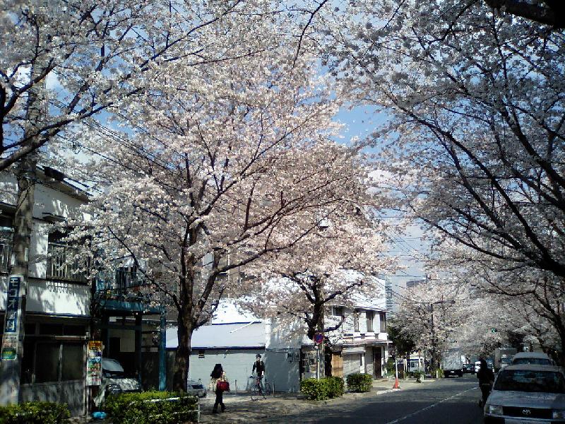 桜がきれい（春限定）